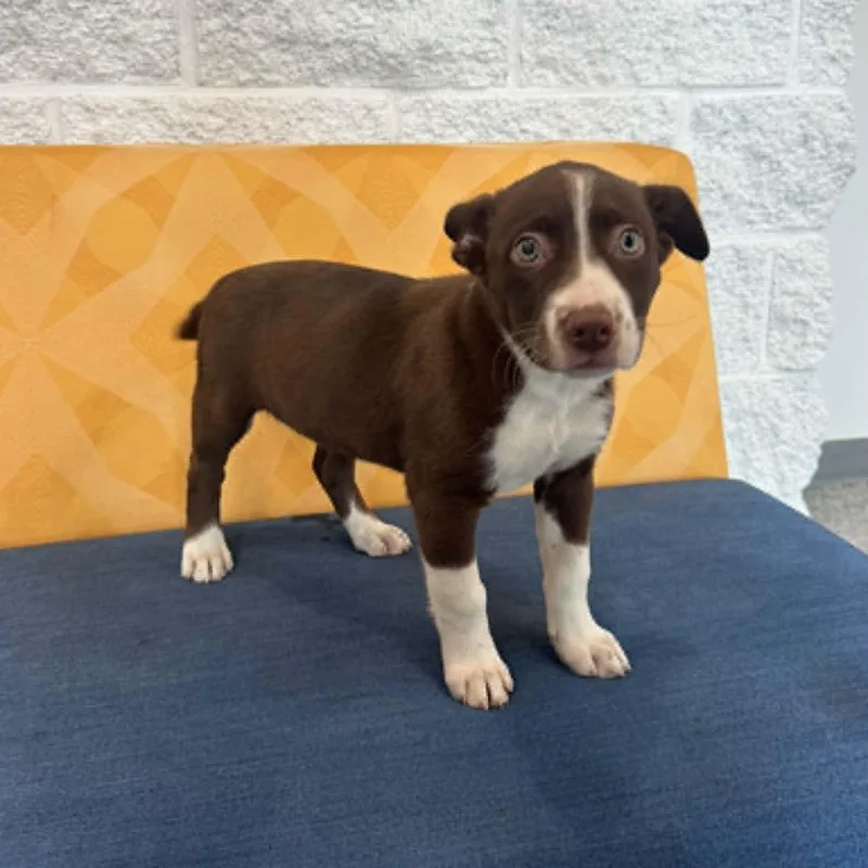 A baby medium-sized female Shepherd dog named Serena for adoption in Danbury, CT
