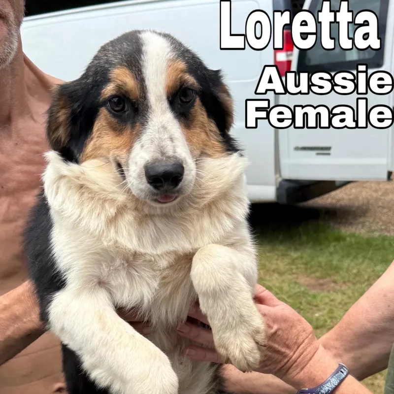 A young small-sized female Tricolor (Brown, Black, & White) Australian Shepherd dog named Loretta for adoption in Blue Springs, MO