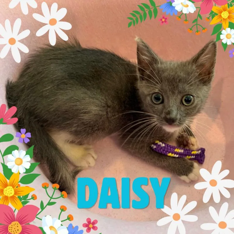 Daisy thumbnail 3