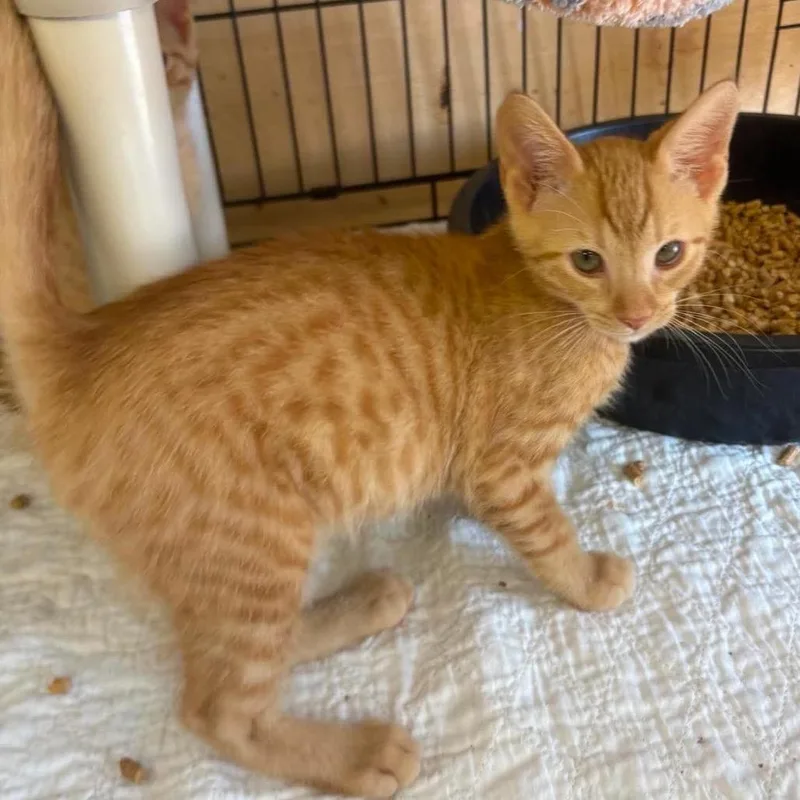 A baby small-sized male Orange / Red Domestic Short Hair cat named Maxim for adoption in Wappingers Falls, NY
