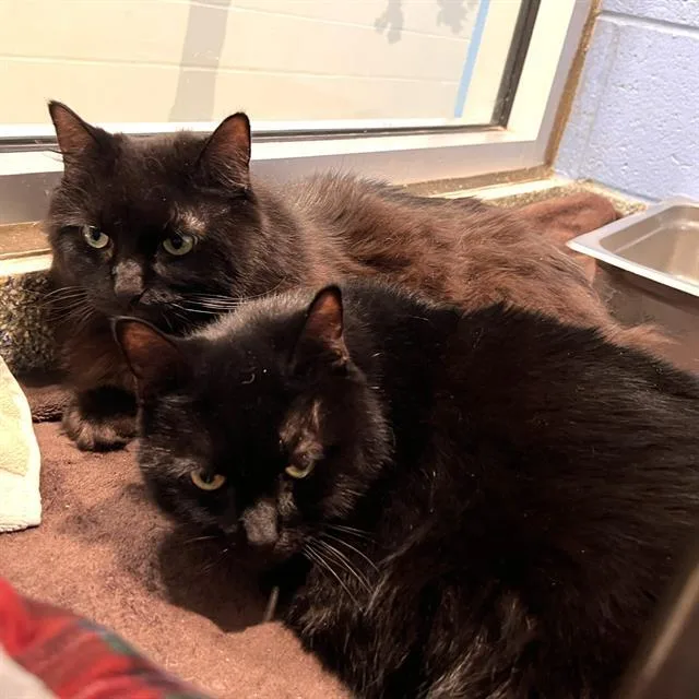 A senior medium-sized female Domestic Short Hair cat named Boo for adoption in Methuen, MA