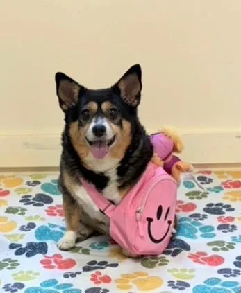 A senior small-sized female Chihuahua dog named Bella for adoption in Mount Sterling, KY