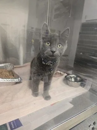 An adult medium-sized unknown Domestic Medium Hair cat named Sourdough for adoption in Atlanta, GA