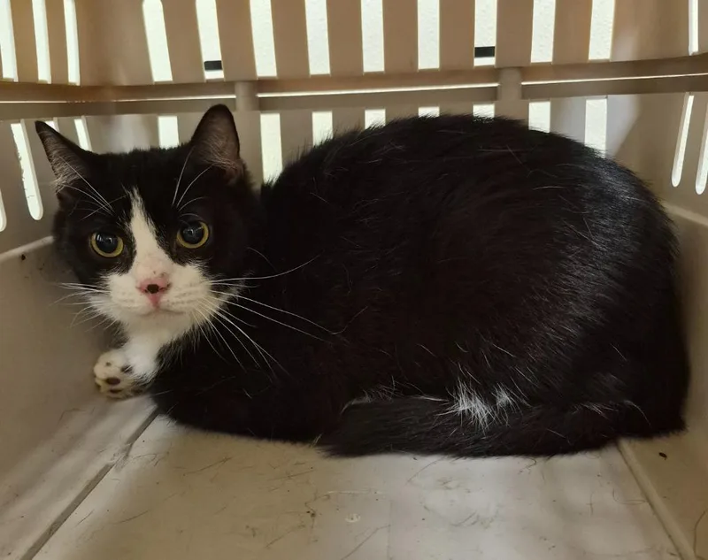 A senior medium-sized female Domestic Short Hair cat named Precious for adoption in Christiansburg, VA