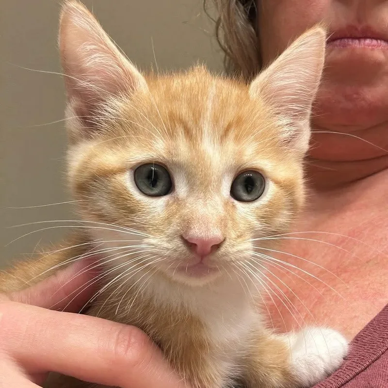 A baby small-sized male American Shorthair cat named Topaz for adoption in Danbury, CT