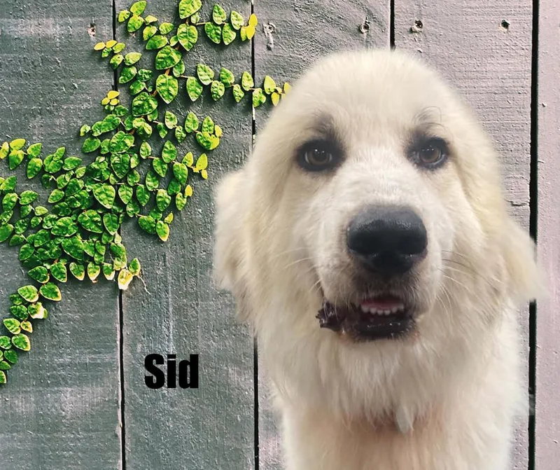 A young large-sized male White / Cream Great Pyrenees dog named Sid for adoption in Marshville, NC