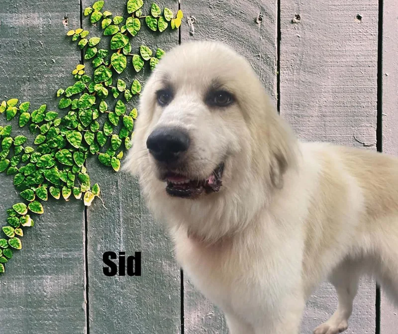 Sid thumbnail 2