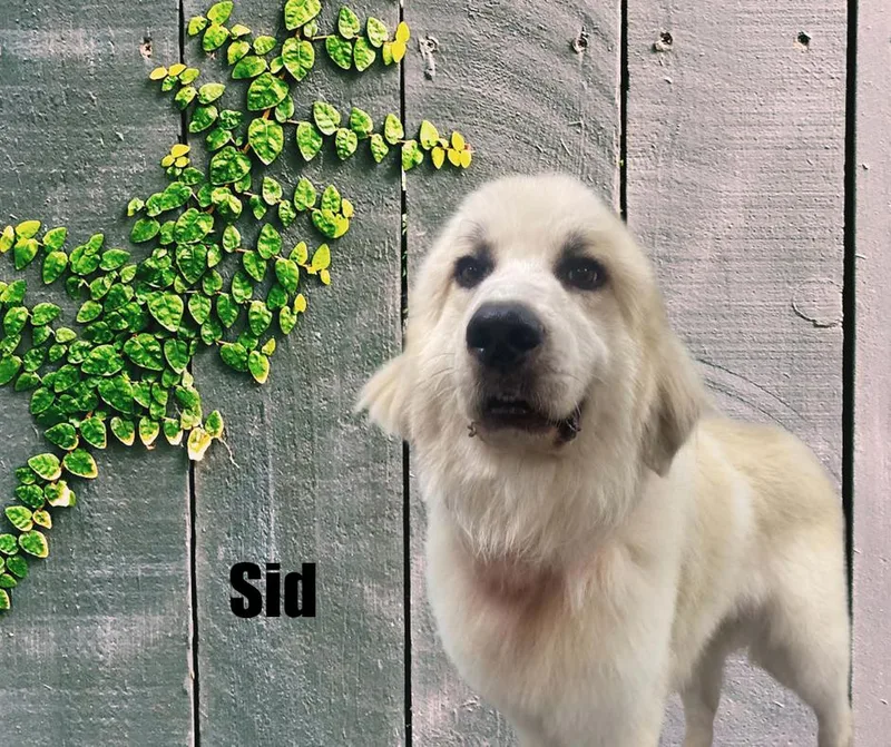 Sid thumbnail 3