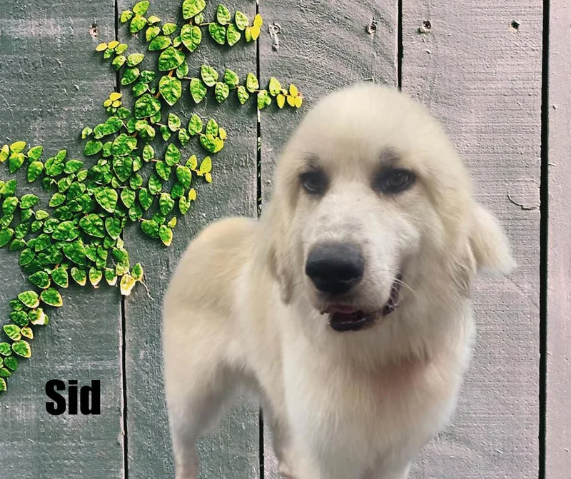 Sid thumbnail 4