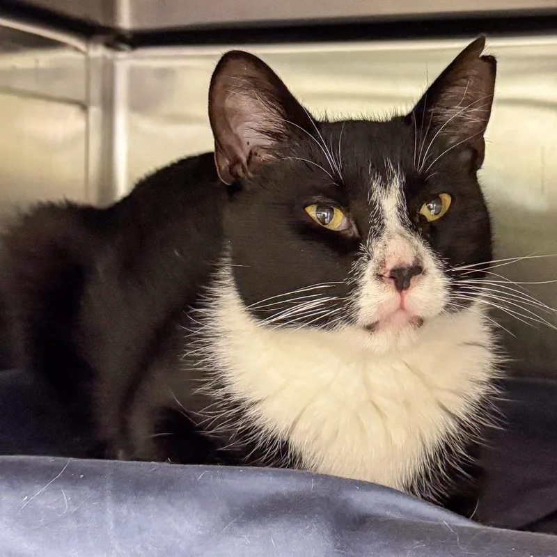A young medium-sized male Black Domestic Short Hair cat named Mittens for adoption in Kennebunk, ME