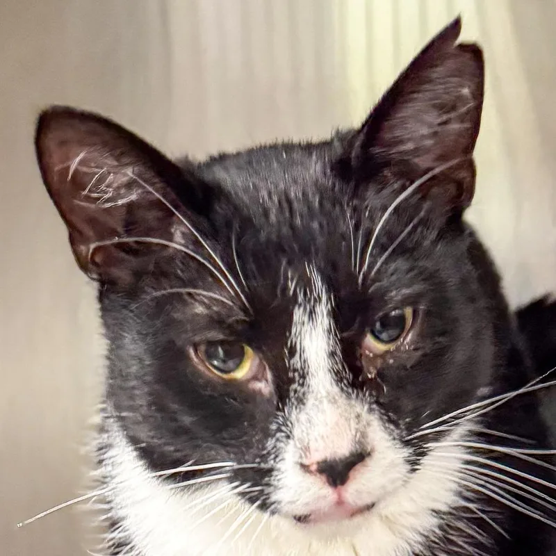 Mittens thumbnail 3