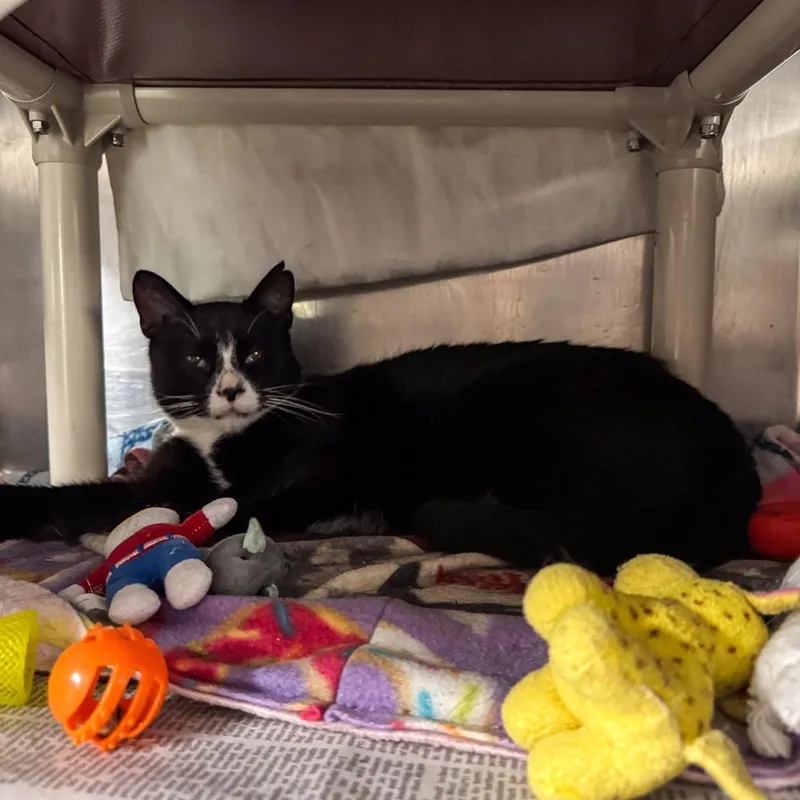 Mittens thumbnail 5
