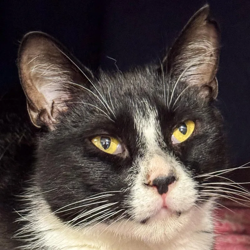 Mittens thumbnail 6