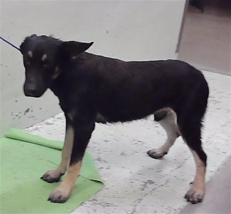 A young medium-sized male German Shepherd Dog dog named Jackson for adoption in Houston, TX