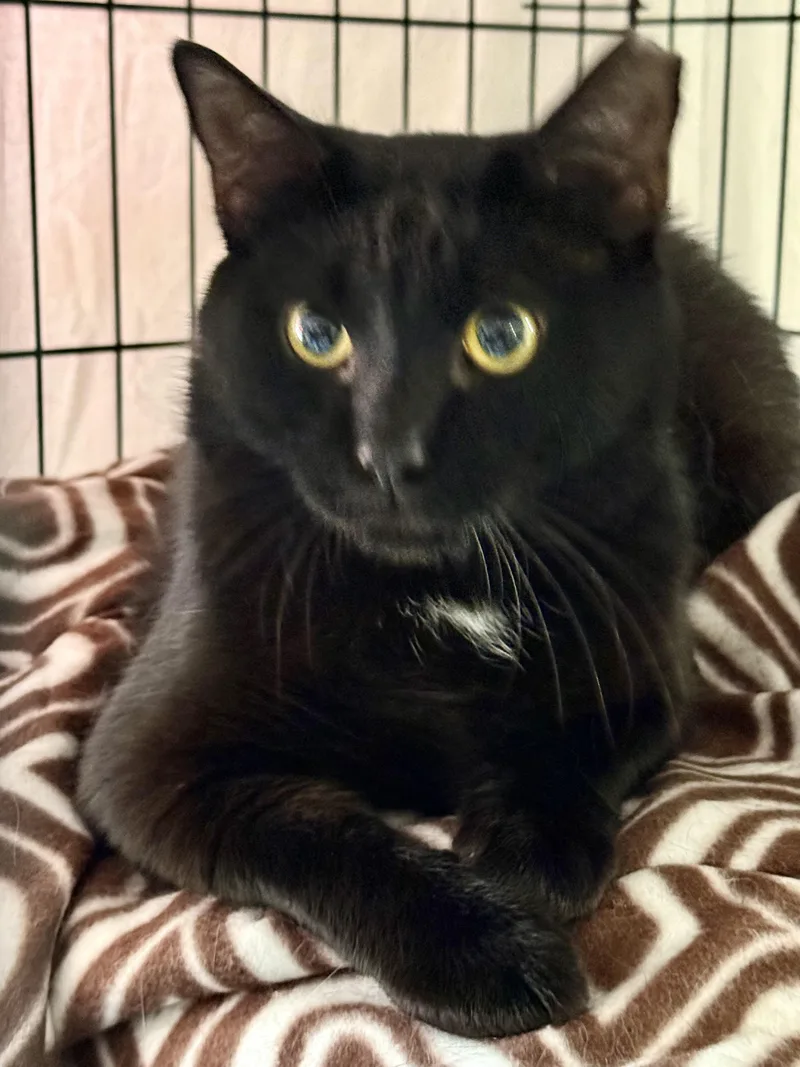 An adult large-sized male Domestic Short Hair cat named Binx for adoption in Johnson City, TN