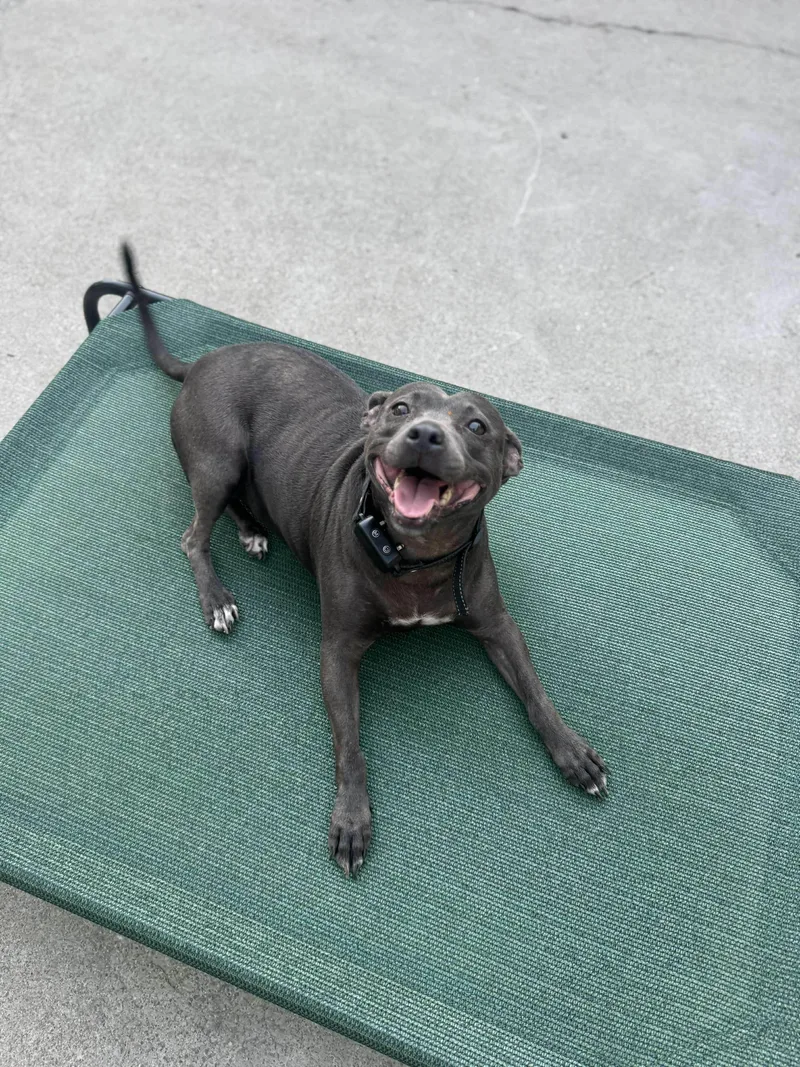 Violet . thumbnail 2