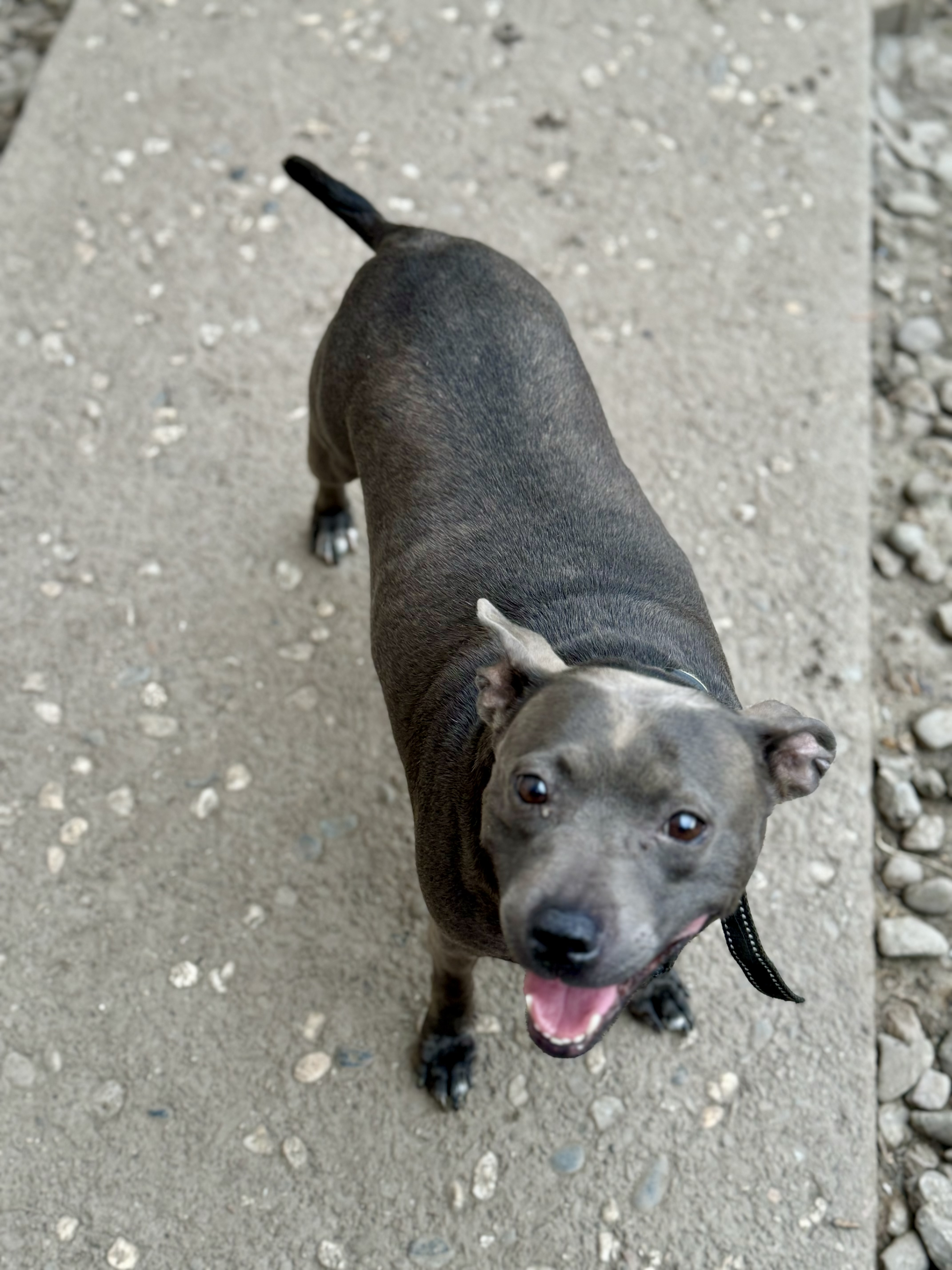 Violet . thumbnail 3