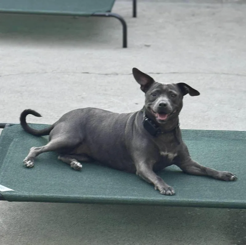 Violet . thumbnail 4