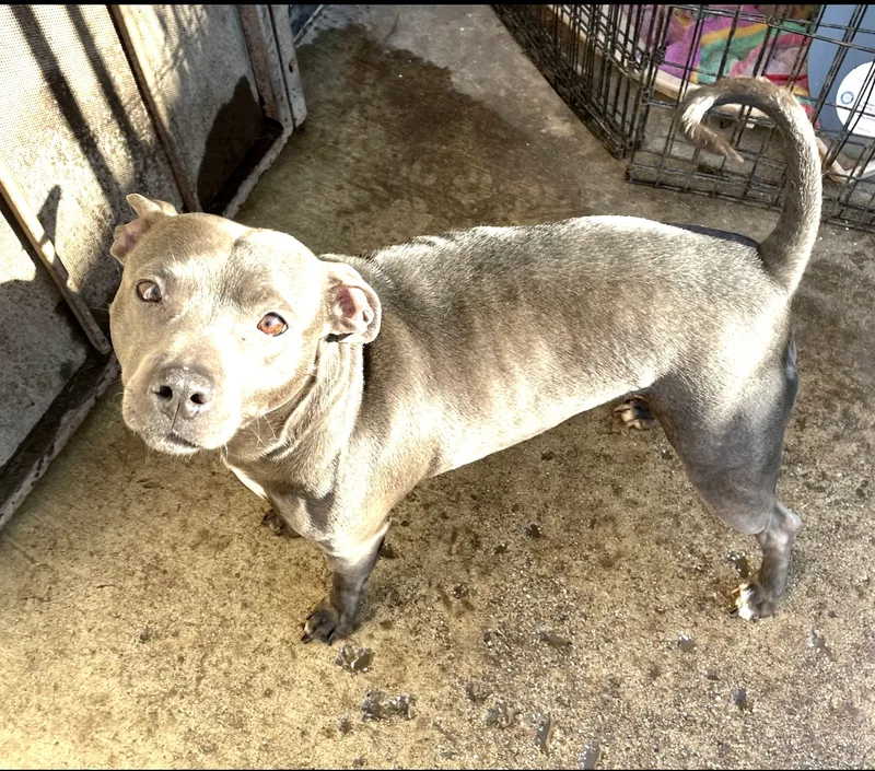 Violet . thumbnail 5