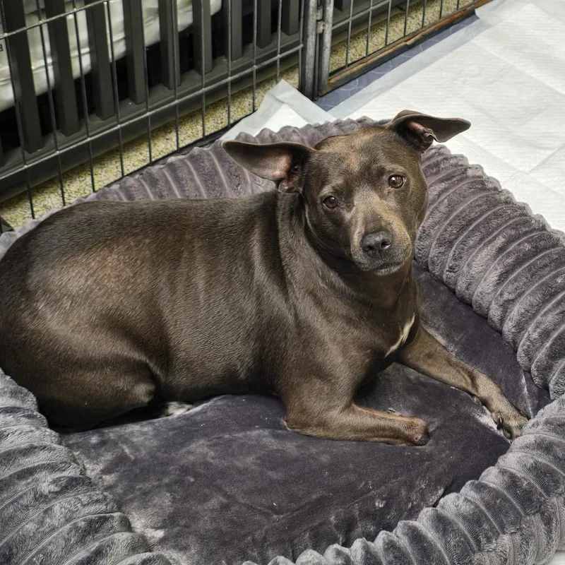 Violet . thumbnail 6