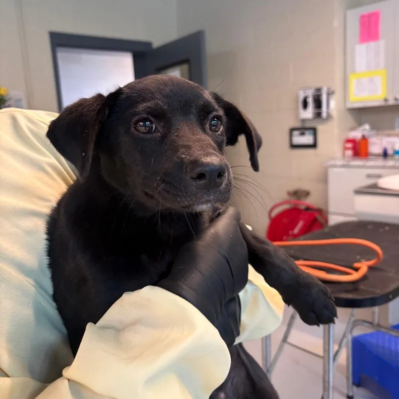 A baby small-sized female Black Mixed Breed dog named Roly Poly for adoption in Huntington, WV