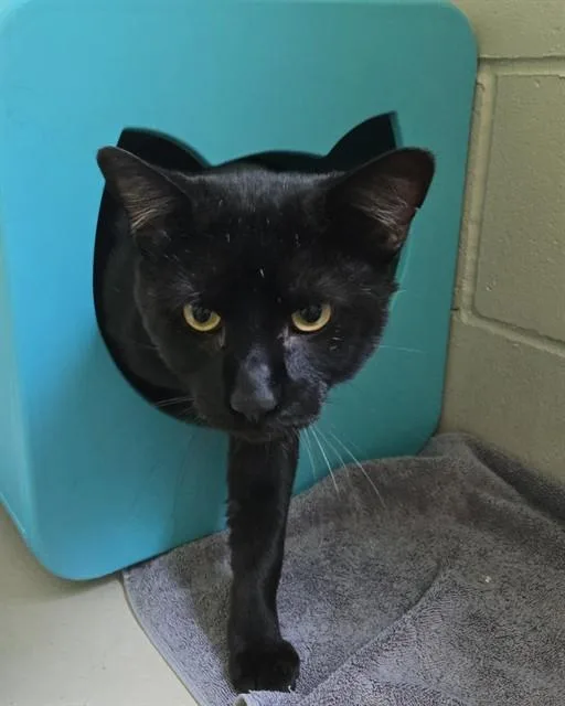 A young large-sized male Domestic Short Hair cat named Mike for adoption in San Jose, CA