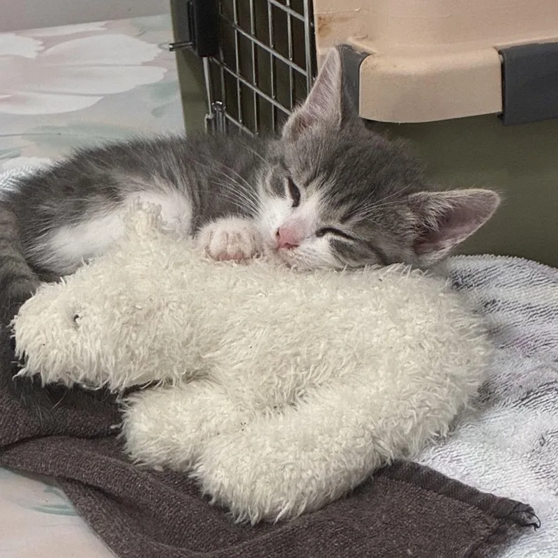 A baby small-sized female White Domestic Short Hair cat named Skittles for adoption in La Grange, KY