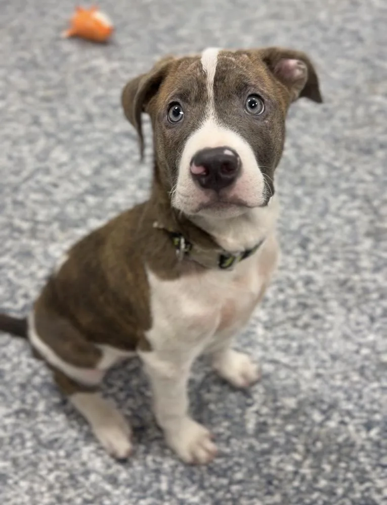 A baby large-sized male Tricolor (Brown, Black, & White) Mixed Breed dog named Nibbler for adoption in Bemidji, MN