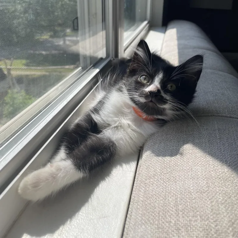 A baby medium-sized male Black & White / Tuxedo Domestic Long Hair cat named Nacho for adoption in Chattanooga, TN