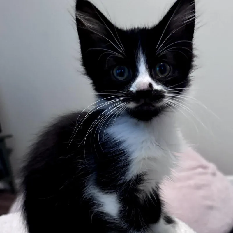 Nacho thumbnail 4