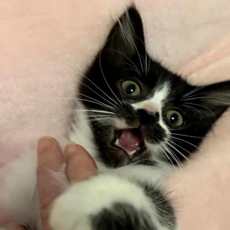 Nacho thumbnail 5