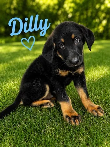 A baby large-sized male German Shepherd Dog dog named Dilly for adoption in Kinzers , PA