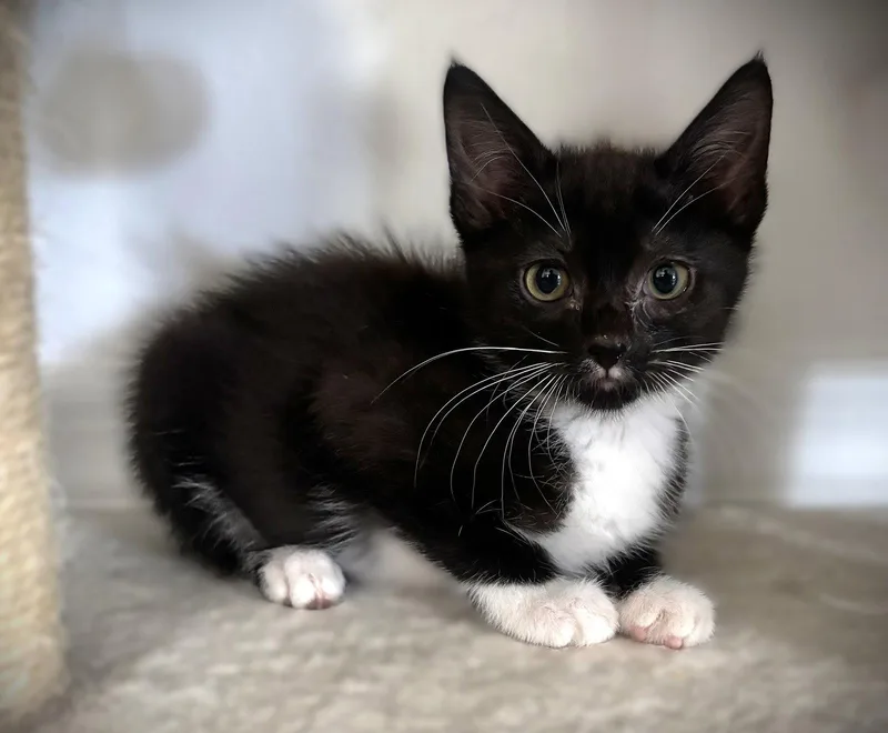 A baby medium-sized male Tuxedo cat named Mischief for adoption in Fort Myers, FL