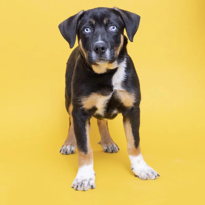A baby large-sized male Black Mixed Breed dog named Denim for adoption in Franklin, TN