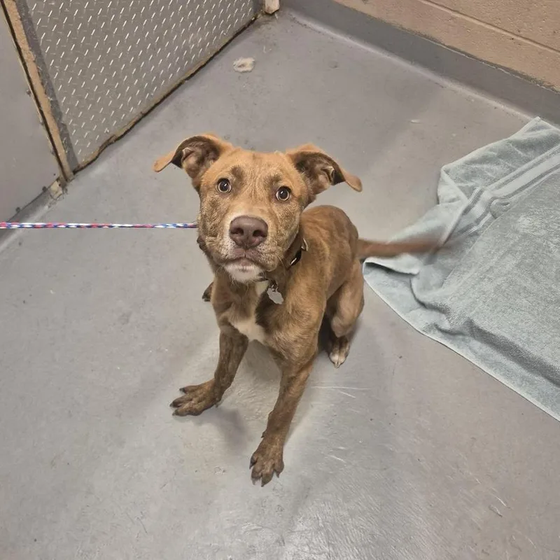 A young medium-sized male Red / Chestnut / Orange Pit Bull Terrier dog named Unknown for adoption in Tacoma, WA
