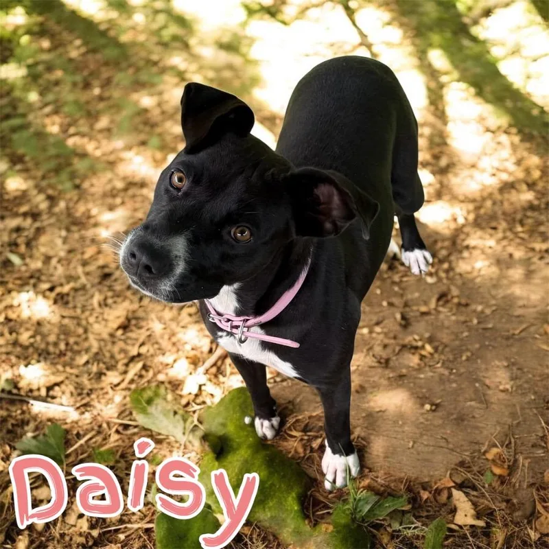 A young medium-sized female Pit Bull Terrier dog named Daisy for adoption in Camden, TN