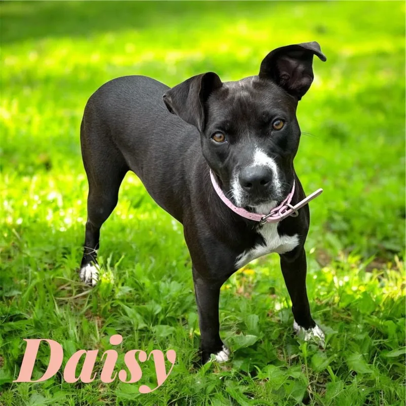 Daisy thumbnail 2