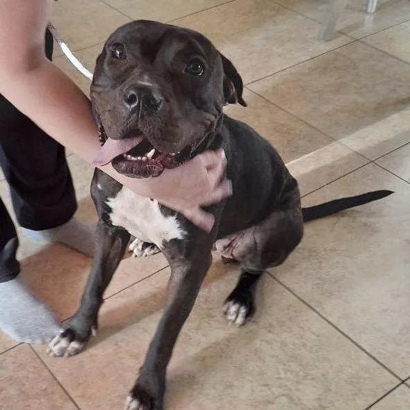 An adult medium-sized female Black Pit Bull Terrier dog named Roseanne A for adoption in Las Vegas, NV