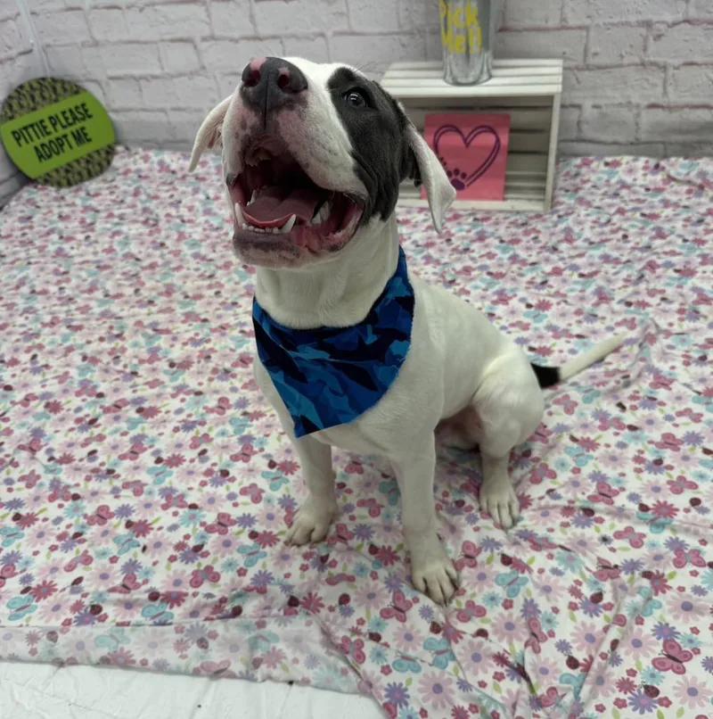 A young medium-sized male Mixed Breed dog named Pinch for adoption in Detroit, MI