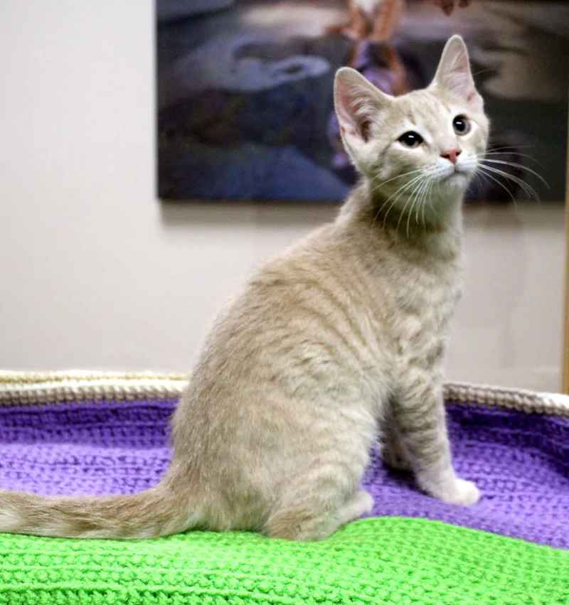 A baby medium-sized female Buff / Tan / Fawn Domestic Short Hair cat named Norbert for adoption in Portage, WI