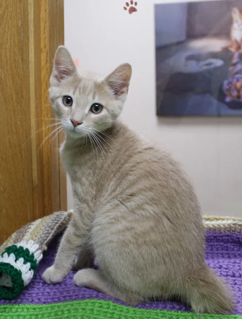 Norbert thumbnail 2