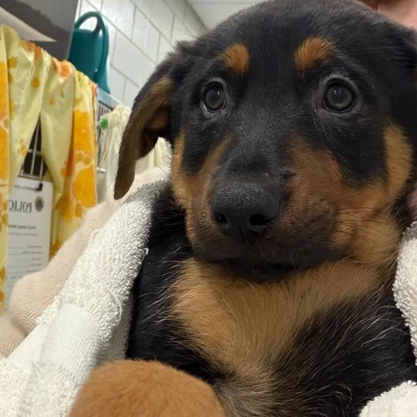A baby small-sized female Rottweiler dog named Silvie for adoption in Des Moines, IA