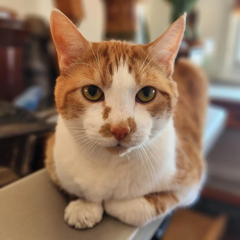Sweet Chester thumbnail 4