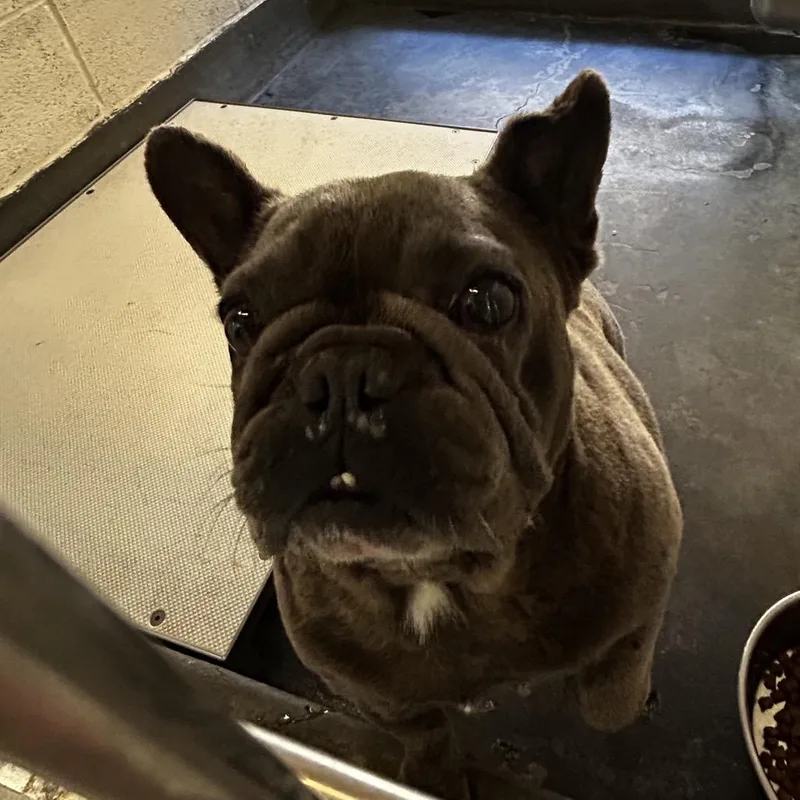 A baby small-sized female Gray / Blue / Silver French Bulldog dog named Iepastray for adoption in Upland, CA