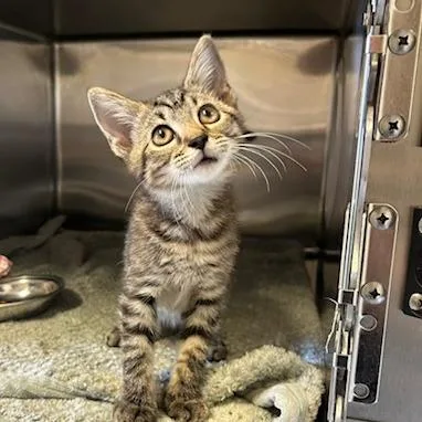 A baby small-sized male Gray / Blue / Silver Domestic Short Hair cat named Athens for adoption in Knoxville, TN