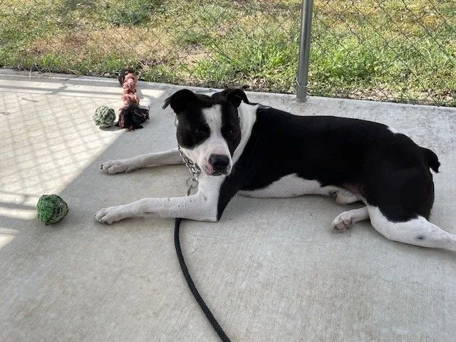 A young large-sized male Bicolor American Bully dog named Bingo for adoption in Llano, TX