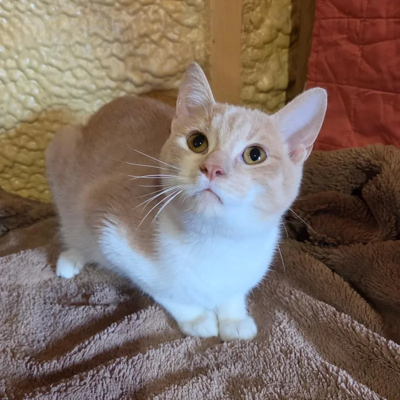 An adult medium-sized male Orange / Red Domestic Short Hair cat named Jerry for adoption in Park Falls, WI