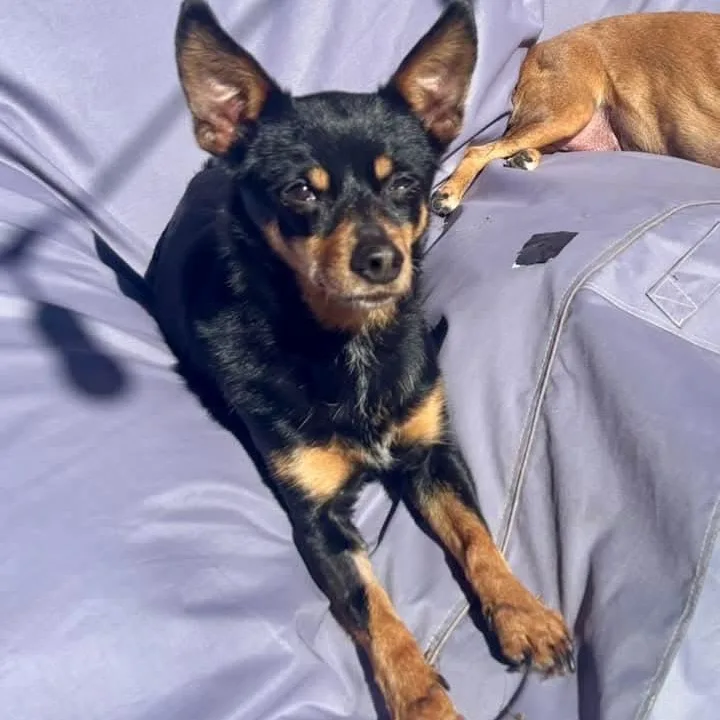 Gia