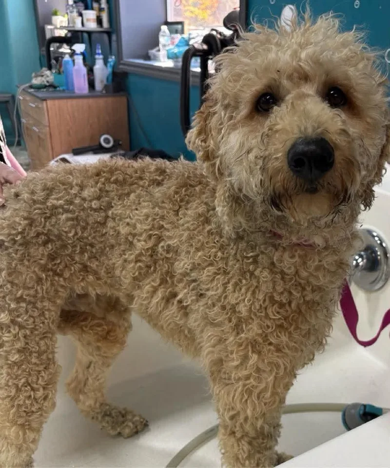 A young medium-sized male Standard Poodle dog named Felix for adoption in Winlock, WA