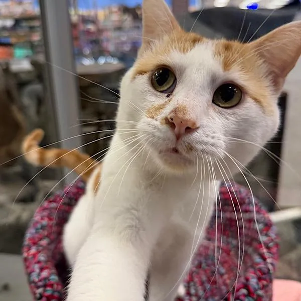 An adult small-sized male Domestic Short Hair cat named Mischief  Bonded Buddy for adoption in Des Moines, IA